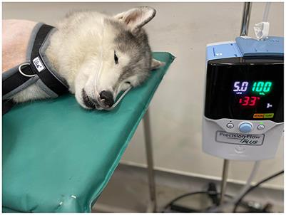 The use of High-Flow Nasal Oxygen Therapy in 4 dogs undergoing bronchoscopy